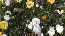 Krokus